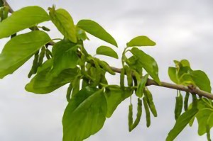 Mulberry White Pakistan Morus Aalba Pakistan Alba
